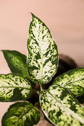 Dieffenbachia seguine x variegata "Sparkles"